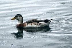 Mallard just swiming in the rain Wallpaper