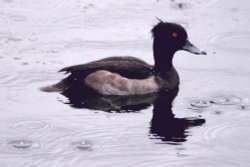 A Tufted Duck dodging the rain drops Wallpaper