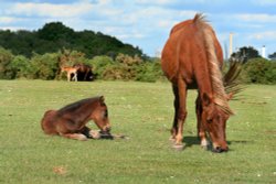 New Forest Ponies Wallpaper