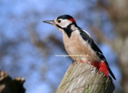 Woodpecker - New Forest - No 1 Wallpaper