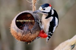 Woodpecker in the New Forest