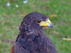 Beautiful bird of prey Wallpaper