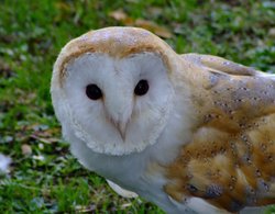 Barn owl Wallpaper