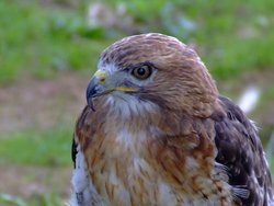 A wonderful raptor Wallpaper