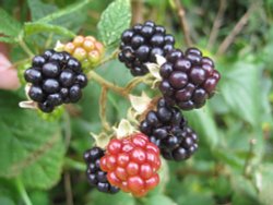 Blackberries