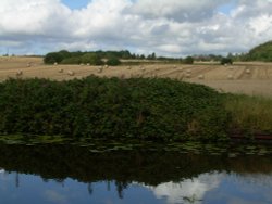 Hay's made Wallpaper