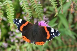 Red Admiral