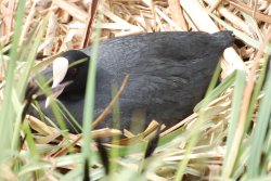 Nesting Coot Wallpaper