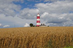 Happisburgh Lighthouse and corn field Wallpaper