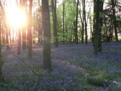 Sun setting in the bluebell wood