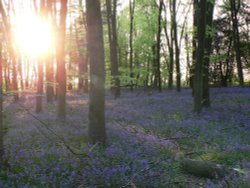 Sun setting in the bluebell wood Wallpaper