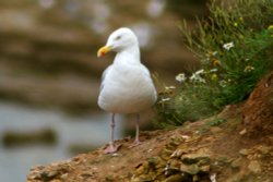 Herring Gull Wallpaper