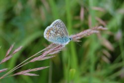 Common Blue butterfly