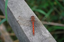 Ruddy Darter at Kelham Bridge Wallpaper