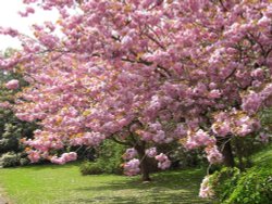 Cherry Tree Wallpaper