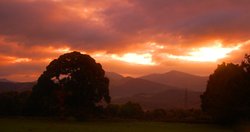 Golden glow Wallpaper