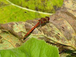 Common darter dragonfly......sympetrum striolatum Wallpaper
