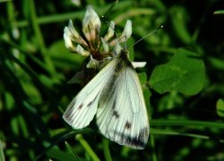 Large white butterfly (female).......pieris brassicae