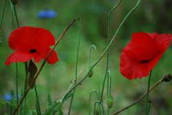 Poppies at Godolphin Wallpaper