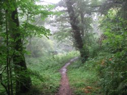 Basingstoke Canal Towpath Wallpaper