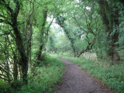 Basingstoke Canal Towpath Wallpaper