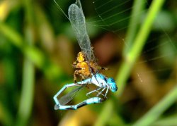 Spider and damselfly 2 Wallpaper