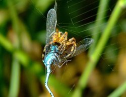 Spider and damselfly 4 Wallpaper