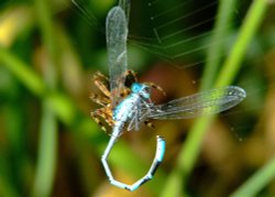 Spider and damselfly 6 Wallpaper