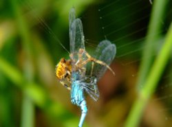Spider and damselfly 7 Wallpaper