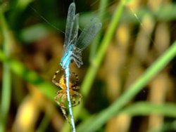 Spider and damselfly 8 Wallpaper
