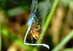 Spider and damselfly 9 Wallpaper