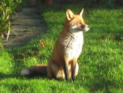 A native of Kenley. Wallpaper