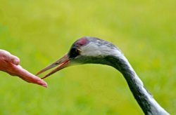 A Crane feeds fron visitors hand. Wallpaper