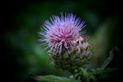 Large thistle