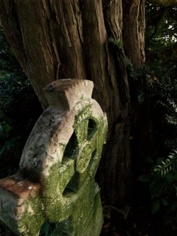 Gravestone and yew tree, Steeple Claydon church, Bucks.