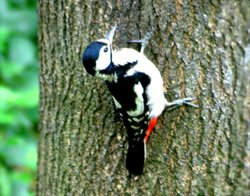 Great Spotted Woodpecker - Female Wallpaper