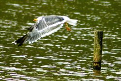 Lesser Black-Backed Gull Wallpaper