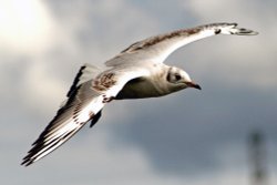 Blackhead Gull Juvenile Wallpaper