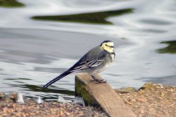 A Pied Wagtail