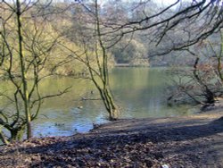 A lake at Roundhay park. Wallpaper