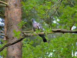 Wood pigeon Wallpaper