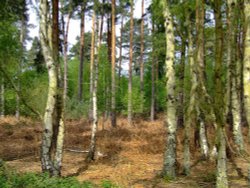 Beautiful trees Wallpaper