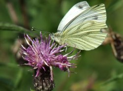 Green veined white......pieris napi (female) Wallpaper