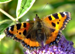 Small tortoiseshell butterfly.......aglais urticae