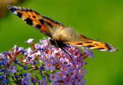 Small tortoiseshell butterfly.......aglais urticae