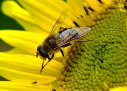 Drone fly.....eristalis tenax