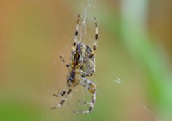 Garden spider......araneus diadematus (male)