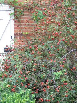 The Walled Garden