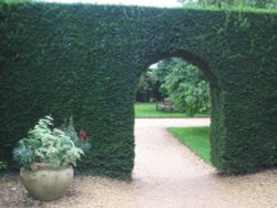 Yew Hedge Arch