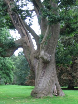 Sweet chestnut tree